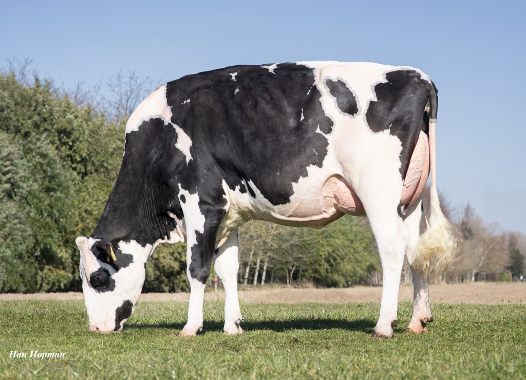 MbLuckylady BullsEye embryos from King Doc Elise VG89NL La2.